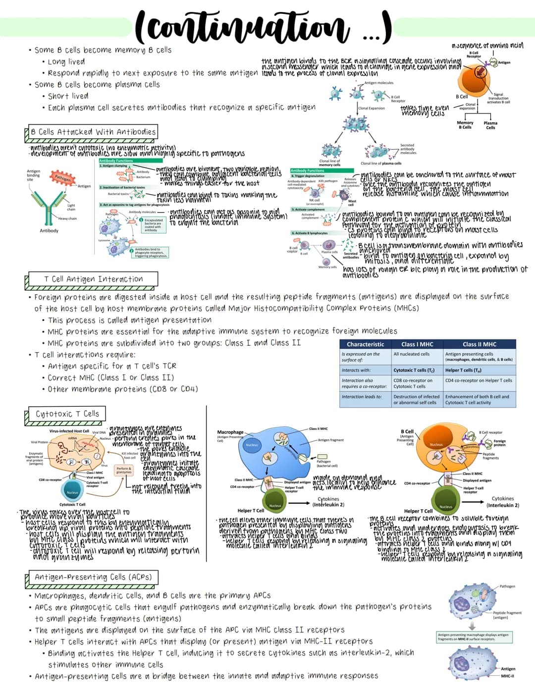 Immune System
• Cell-mediated Immunity
• Immune cells use contact with pathogens/abnormal cells and subsequent contact dependent signaling p
