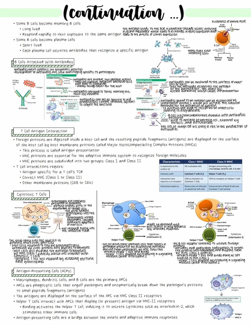 Immune System
• Cell-mediated Immunity
• Immune cells use contact with pathogens/abnormal cells and subsequent contact dependent signaling p