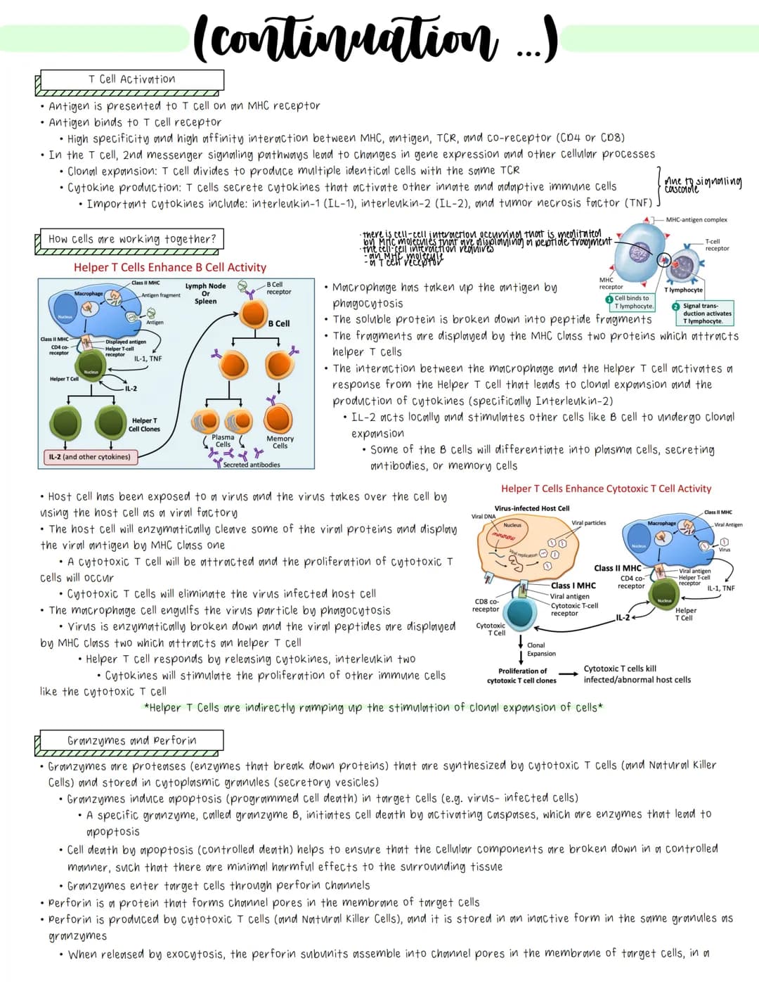Immune System
• Cell-mediated Immunity
• Immune cells use contact with pathogens/abnormal cells and subsequent contact dependent signaling p