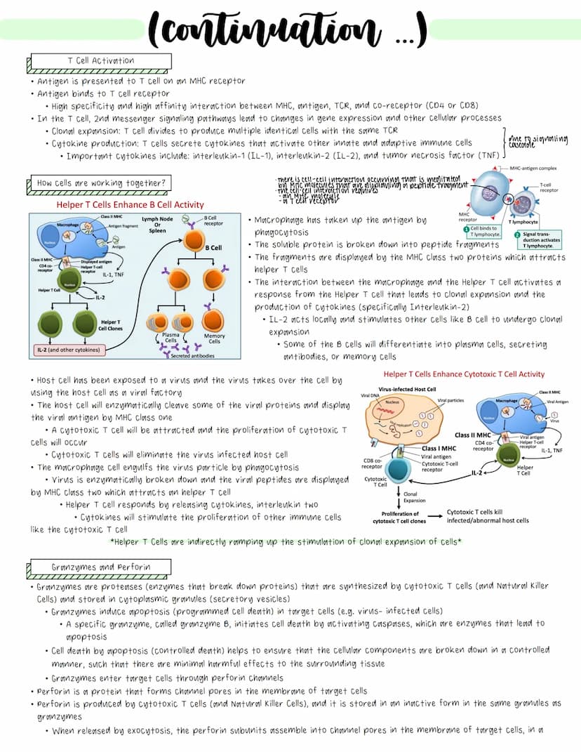 Immune System
• Cell-mediated Immunity
• Immune cells use contact with pathogens/abnormal cells and subsequent contact dependent signaling p