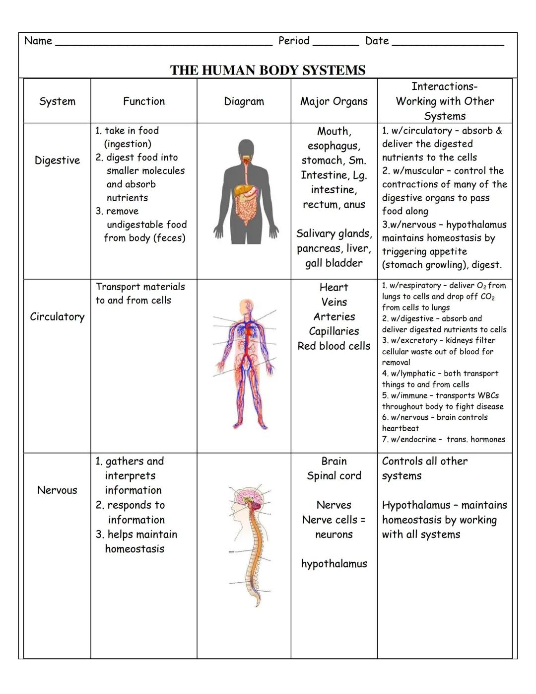 How Your Body's Systems Work Together and Its Important Organs