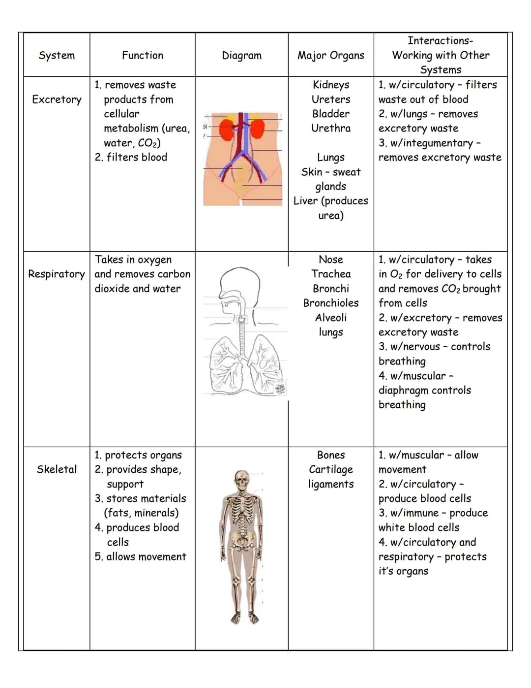 How Your Body's Systems Work Together and Its Important Organs