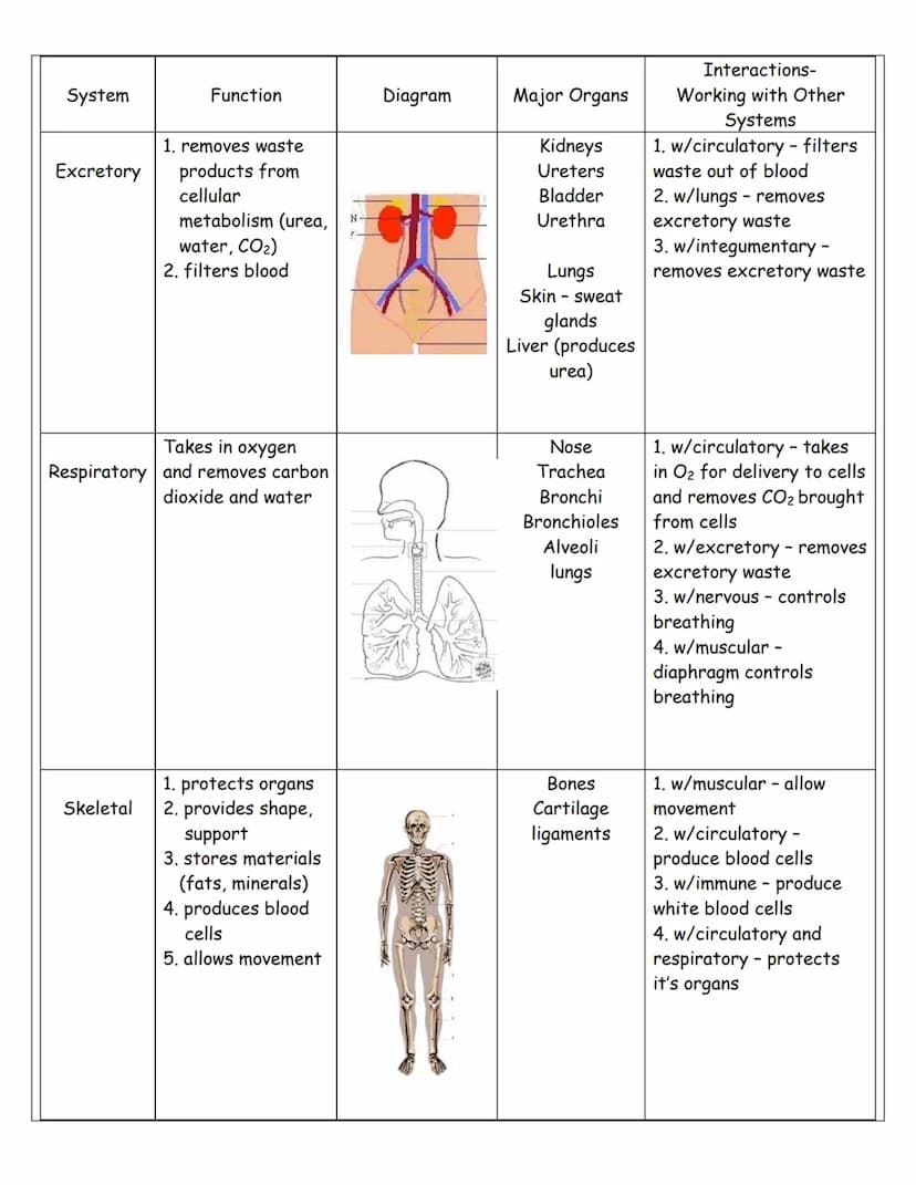 Name
System
Digestive
Circulatory
Nervous
Function
1. take food
(ingestion)
2. digest food into
smaller molecules
and absorb
nutrients
3. re