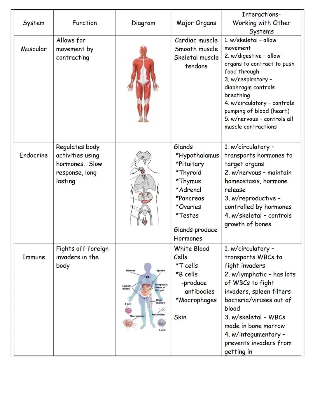 How Your Body's Systems Work Together and Its Important Organs