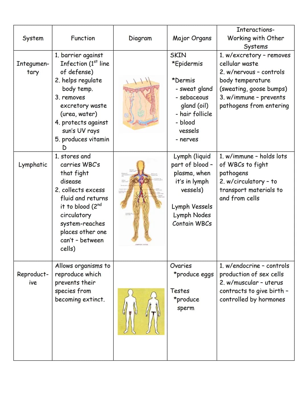How Your Body's Systems Work Together and Its Important Organs