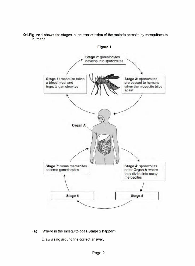 Q1.Figure 1 shows a human body cell.
(b)
(a) Which part in Figure 1 contains chromosomes?
Tick one box.
A
B
C
Type of cell
Human body cell
S