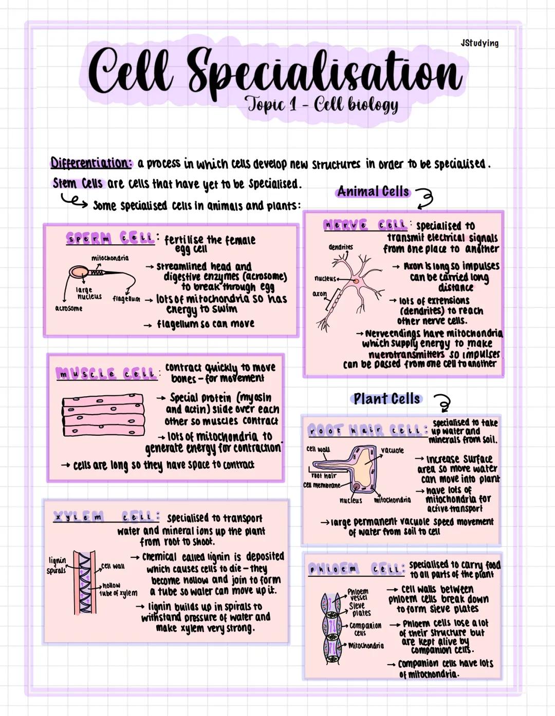 Differentiation: a process in which cells develop new structures in order to be specialised.
Stem Cells are cells that have yet to be specia