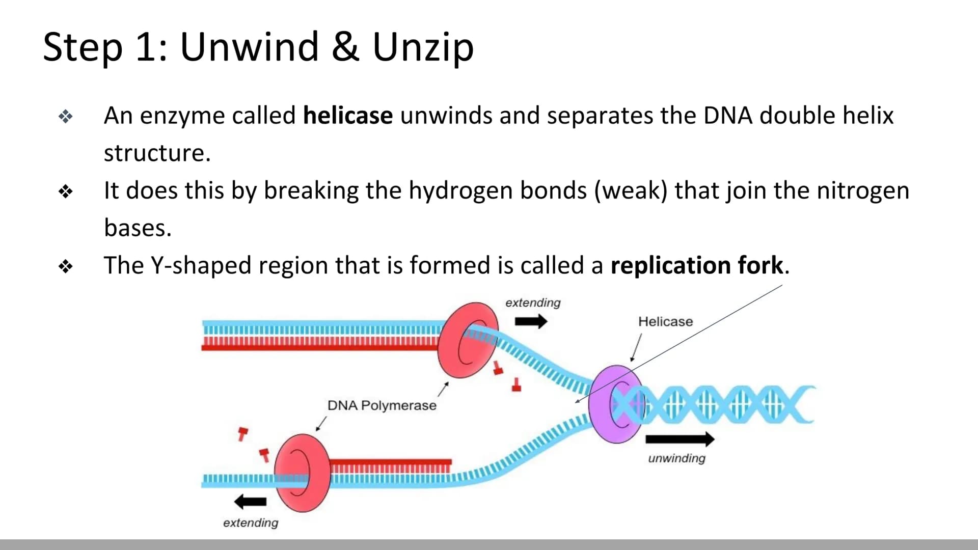 DNA Replication
BiologyX final review Cell Reproduction & DNA replication
When a cell reproduces, it divides.
When it divides, each new cell