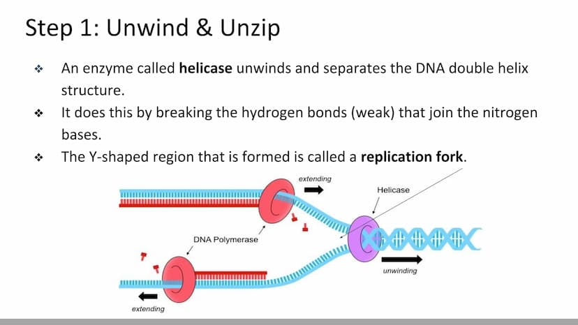 DNA Replication
BiologyX final review Cell Reproduction & DNA replication
When a cell reproduces, it divides.
When it divides, each new cell