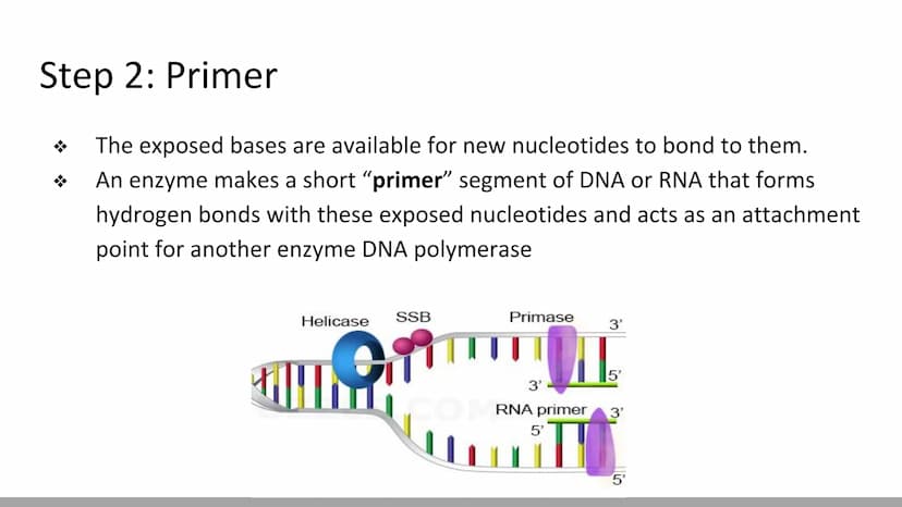 DNA Replication
BiologyX final review Cell Reproduction & DNA replication
When a cell reproduces, it divides.
When it divides, each new cell