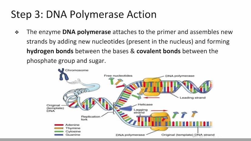DNA Replication
BiologyX final review Cell Reproduction & DNA replication
When a cell reproduces, it divides.
When it divides, each new cell