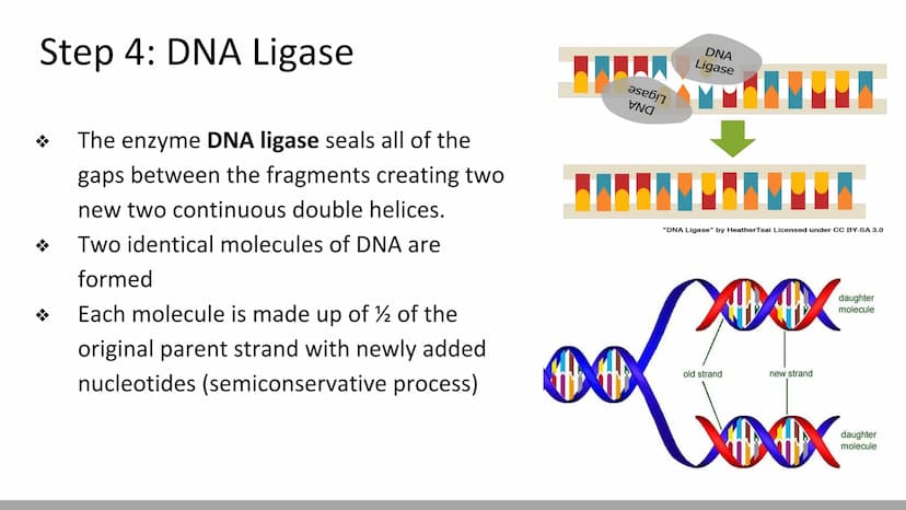 DNA Replication
BiologyX final review Cell Reproduction & DNA replication
When a cell reproduces, it divides.
When it divides, each new cell