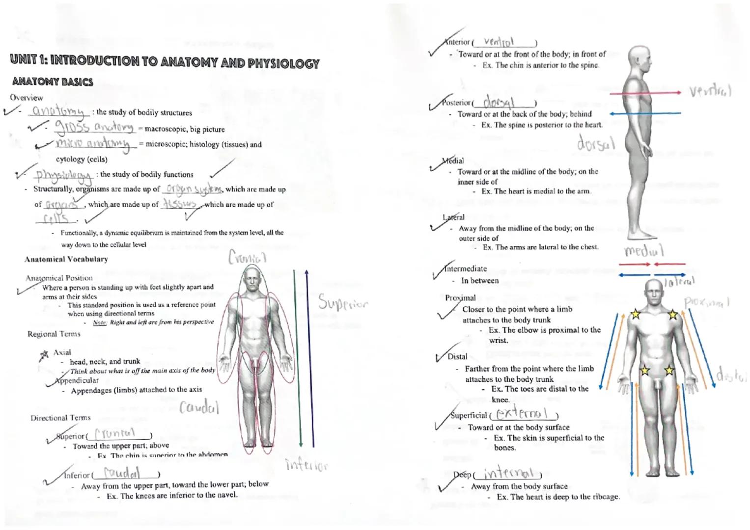 UNIT 1: INTRODUCTION TO ANATOMY AND PHYSIOLOGY
ANATOMY BASICS
Overview
2
2
anatomy: : the study of bodily structures
✓ gross anatory - macro