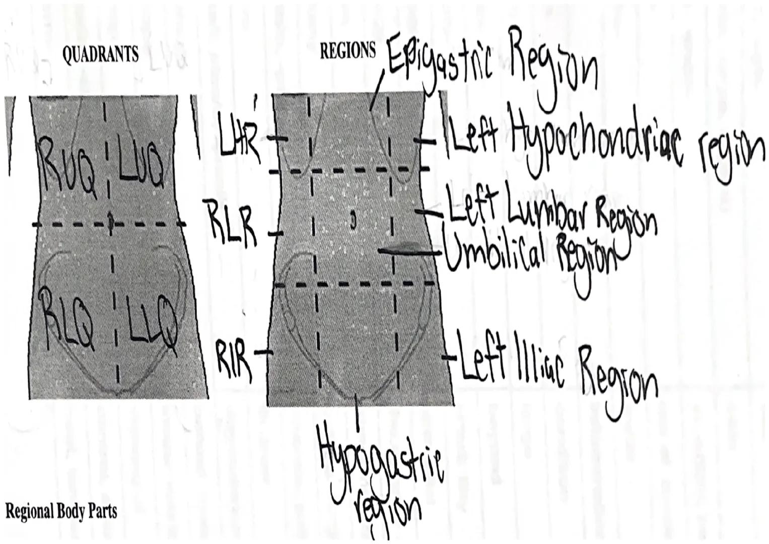 UNIT 1: INTRODUCTION TO ANATOMY AND PHYSIOLOGY
ANATOMY BASICS
Overview
2
2
anatomy: : the study of bodily structures
✓ gross anatory - macro