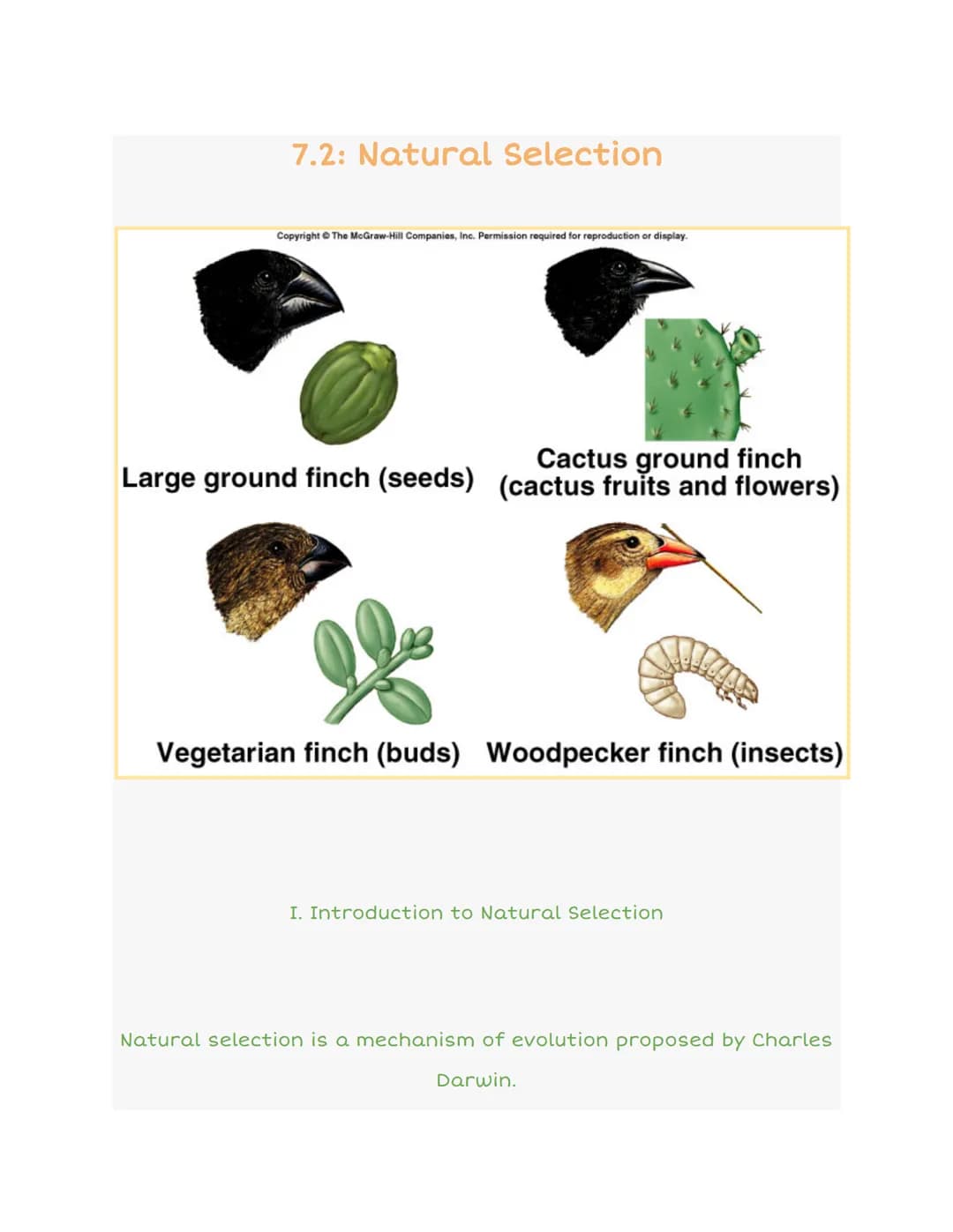 7.2: Natural Selection
Copyright © The McGraw-Hill Companies, Inc. Permission required for reproduction or display.
Cactus ground finch
Larg