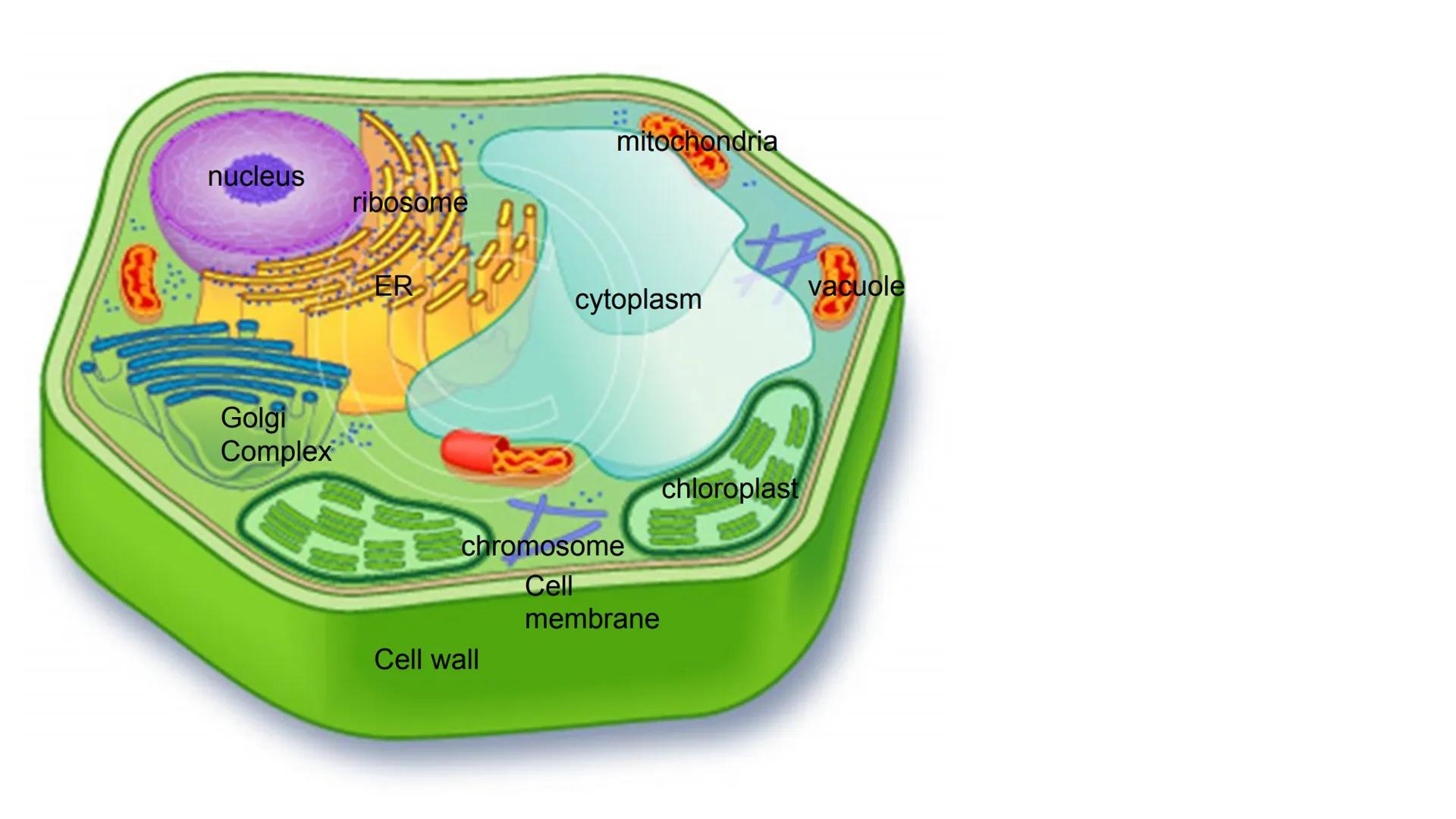 nucleus
Golgi
Complex
ribosome
ER
lo
mitochondria
Cell wall
cytoplasm
chromosome
Cell
membrane
chloroplast
vacuole Cell membrane
Nucleus
Cyt