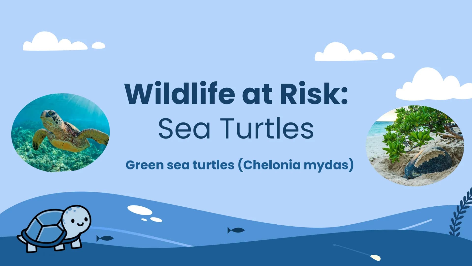 Wildlife at Risk:
Sea Turtles
Green sea turtles (Chelonia mydas) Background Information
https://www.fisheries.noaa.gov/species/green-turtle
