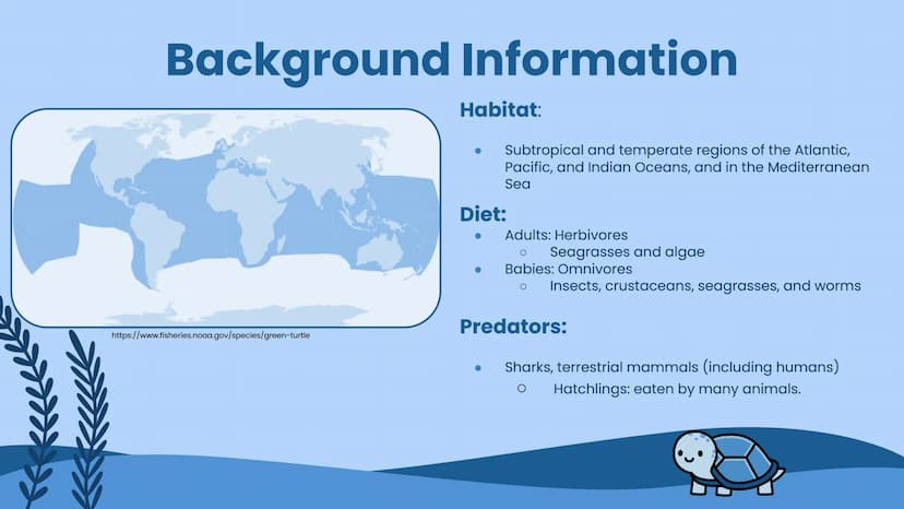 Wildlife at Risk:
Sea Turtles
Green sea turtles (Chelonia mydas) Background Information
https://www.fisheries.noaa.gov/species/green-turtle
