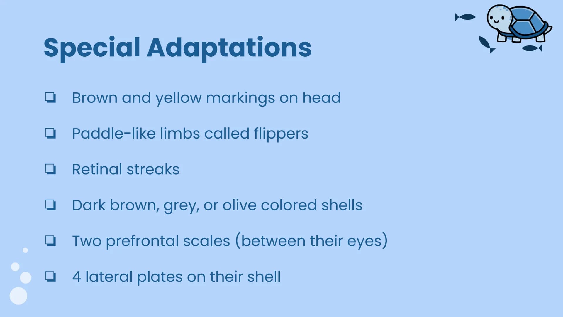 Wildlife at Risk:
Sea Turtles
Green sea turtles (Chelonia mydas) Background Information
https://www.fisheries.noaa.gov/species/green-turtle
