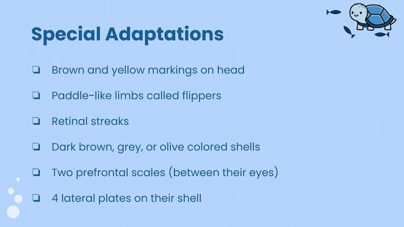 Wildlife at Risk:
Sea Turtles
Green sea turtles (Chelonia mydas) Background Information
https://www.fisheries.noaa.gov/species/green-turtle
