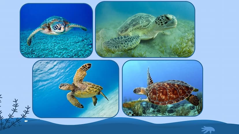 Wildlife at Risk:
Sea Turtles
Green sea turtles (Chelonia mydas) Background Information
https://www.fisheries.noaa.gov/species/green-turtle
