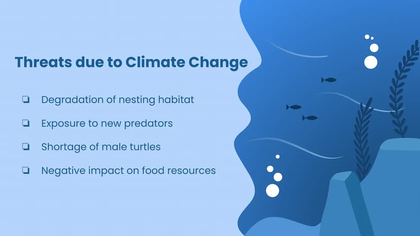 Wildlife at Risk:
Sea Turtles
Green sea turtles (Chelonia mydas) Background Information
https://www.fisheries.noaa.gov/species/green-turtle
