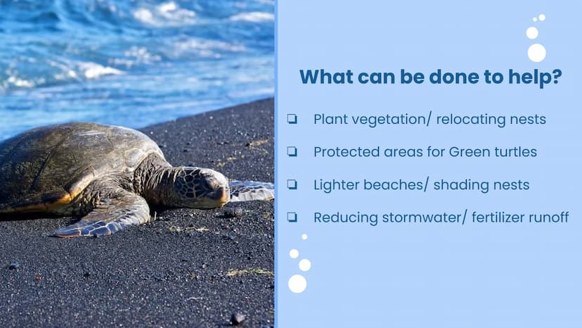 Wildlife at Risk:
Sea Turtles
Green sea turtles (Chelonia mydas) Background Information
https://www.fisheries.noaa.gov/species/green-turtle
