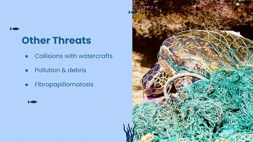 Wildlife at Risk:
Sea Turtles
Green sea turtles (Chelonia mydas) Background Information
https://www.fisheries.noaa.gov/species/green-turtle
