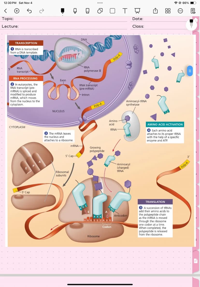 12:30 PM Sat Nov 4
+
↑
OTR
From Gene to protein
66%
Ⓒ
|||
3
4
5
6
CO
9
10 12:30 PM Sat Nov 4
+
OTR
Gene specify protiens via transcription &
