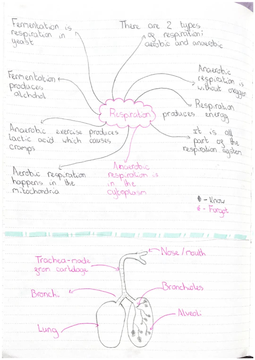 Fermentation is
respiration in
yeast
Fermentation
produces
alchohol
Aerobic respiration.
happens in the
mitochondria
Anaerobic exercise prod