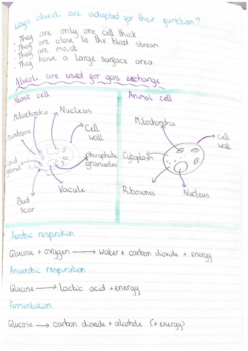 Fermentation is
respiration in
yeast
Fermentation
produces
alchohol
Aerobic respiration.
happens in the
mitochondria
Anaerobic exercise prod