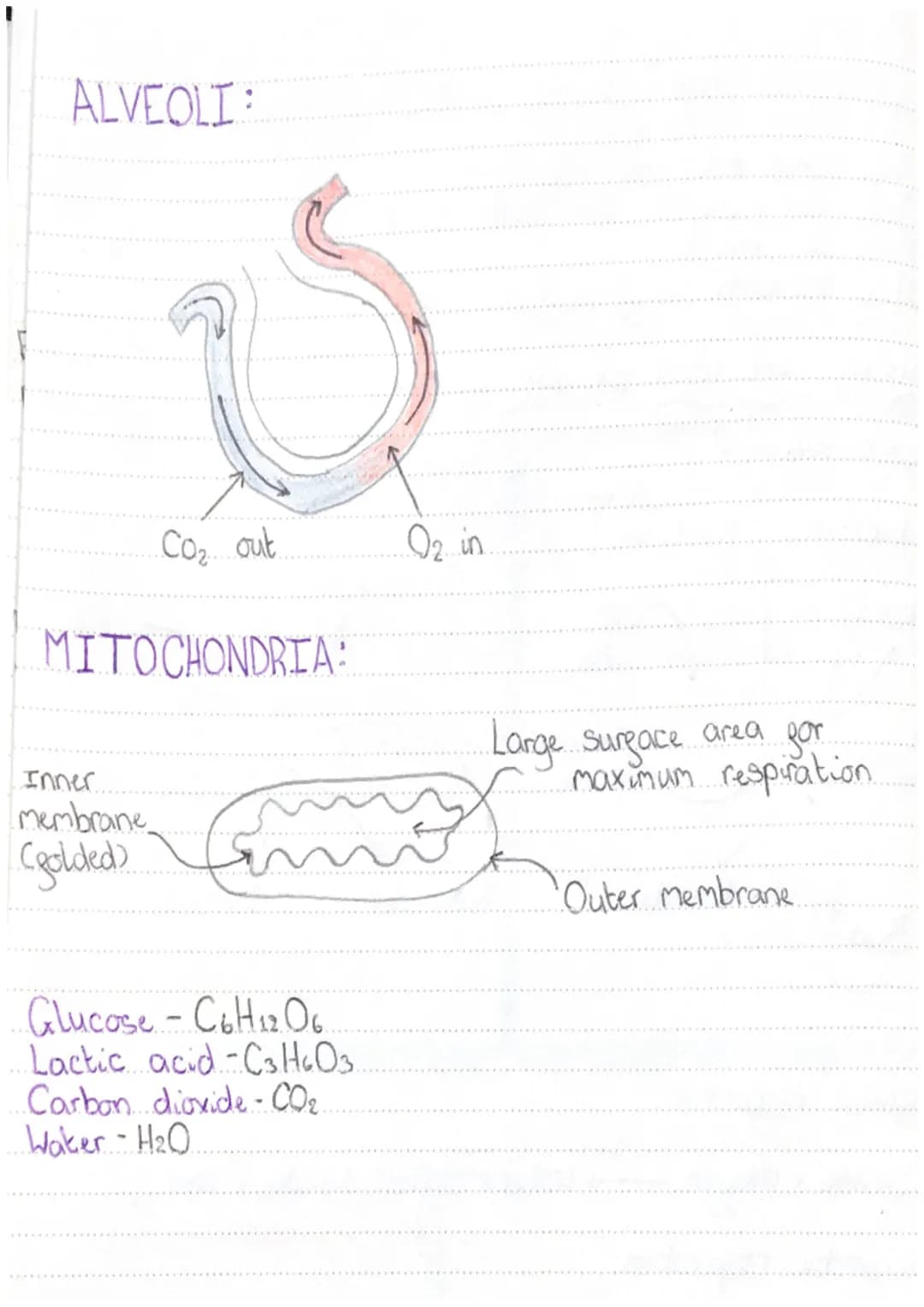 Fermentation is
respiration in
yeast
Fermentation
produces
alchohol
Aerobic respiration.
happens in the
mitochondria
Anaerobic exercise prod