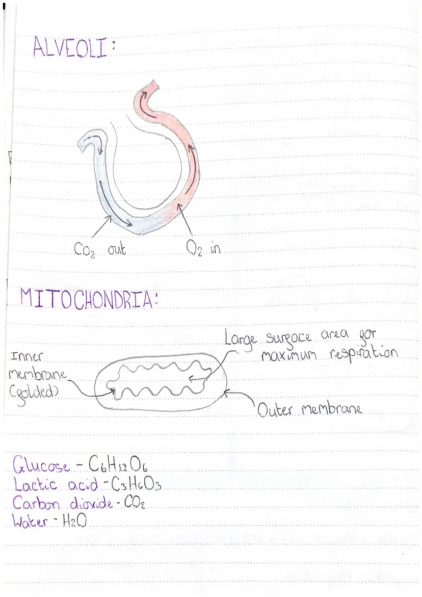Fermentation is
respiration in
yeast
Fermentation
produces
alchohol
Aerobic respiration.
happens in the
mitochondria
Anaerobic exercise prod