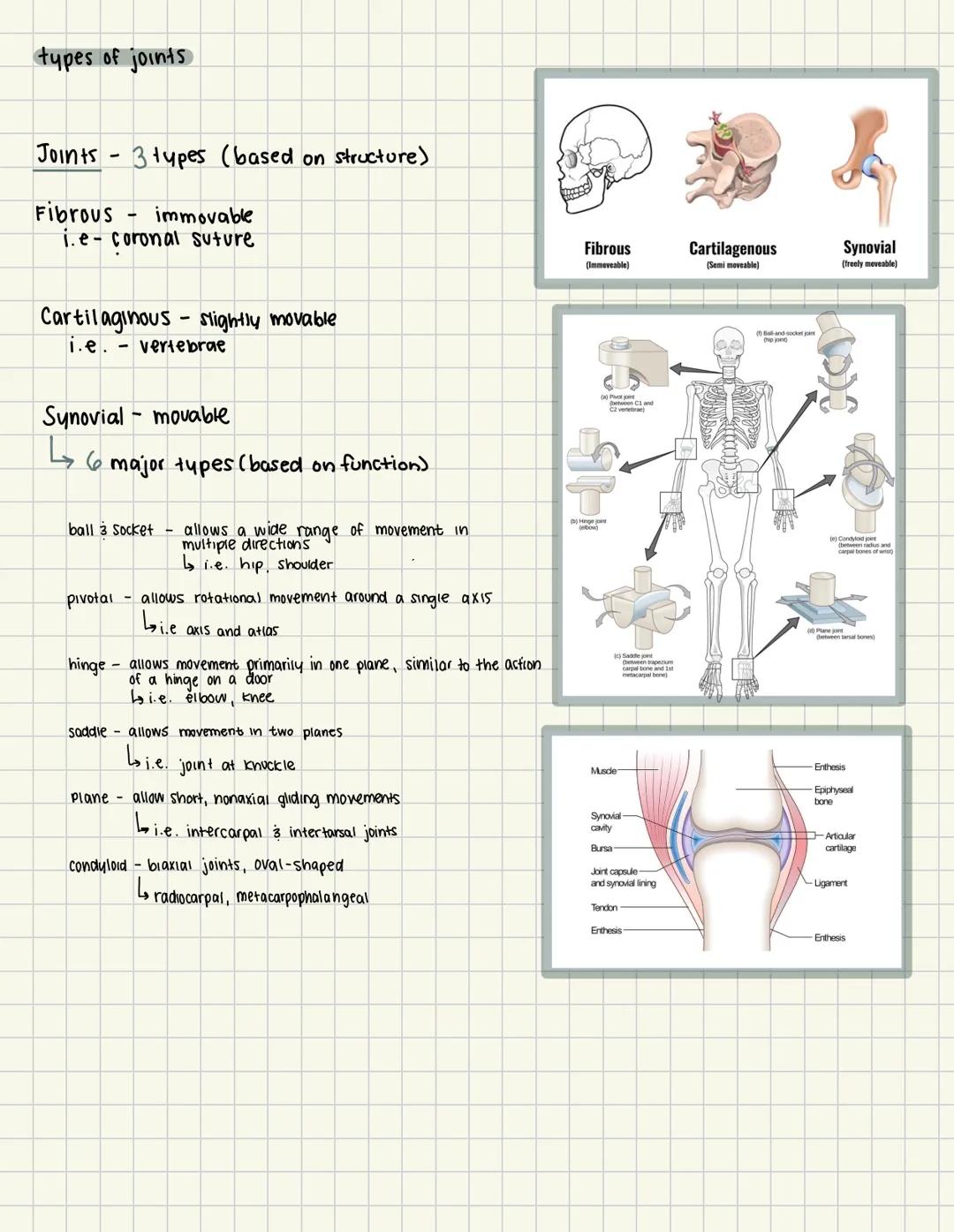 types of joints
Joints 3 types (based on structure)
Fibrous
immovable
i.e-coronal suture
-
Cartilaginous slightly movable
i.e. - vertebrae
S
