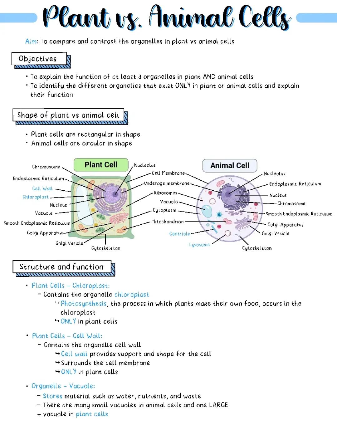 Differences Between Plant and Animal Cells: 10 Fun Facts for Kids