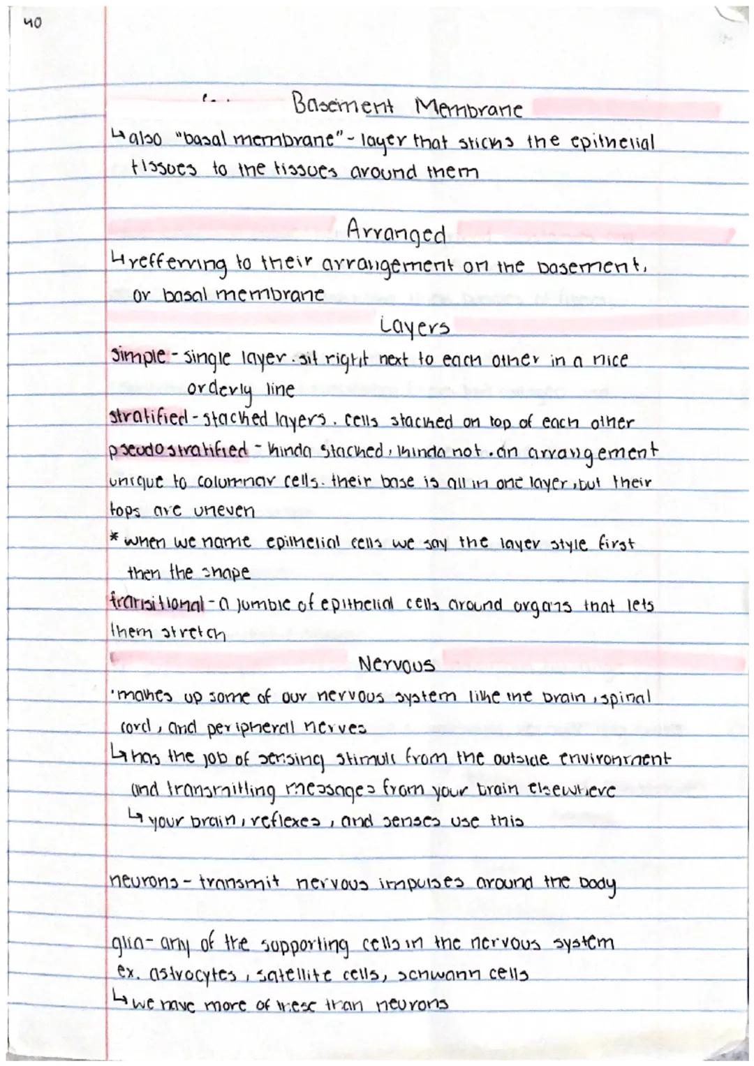 38
Intro to Histology the 4 tissue types
histology: anatomy at the microscopic level
each of your organs has different types of specialized 
