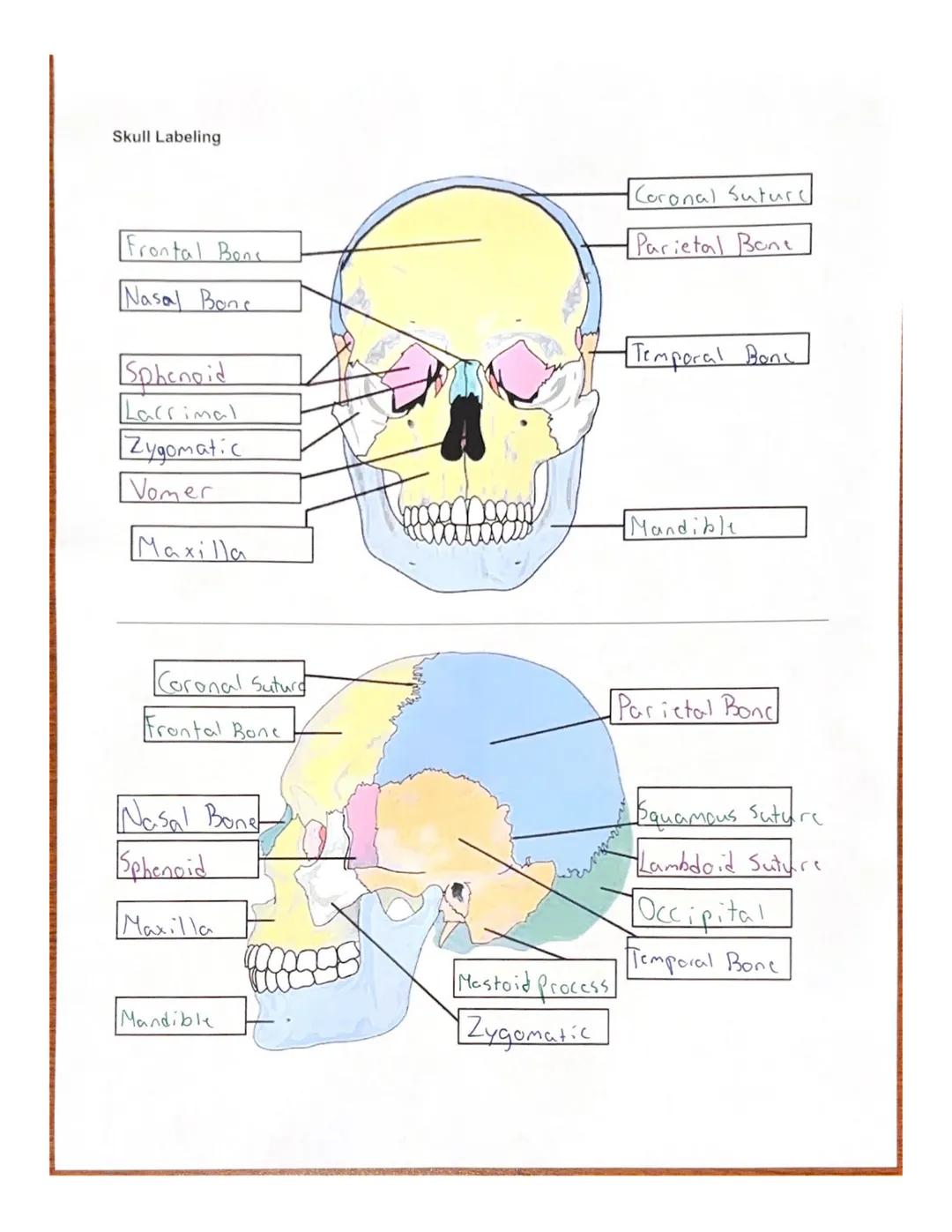 Skull Labeling

Frontal Bons

Nasal Bonc

Sphenoid

Lacrimal

Zygomatic

Vomer

Maxilla

Coronal Suture

Parietal Bont

Temporal Banc

Mandi