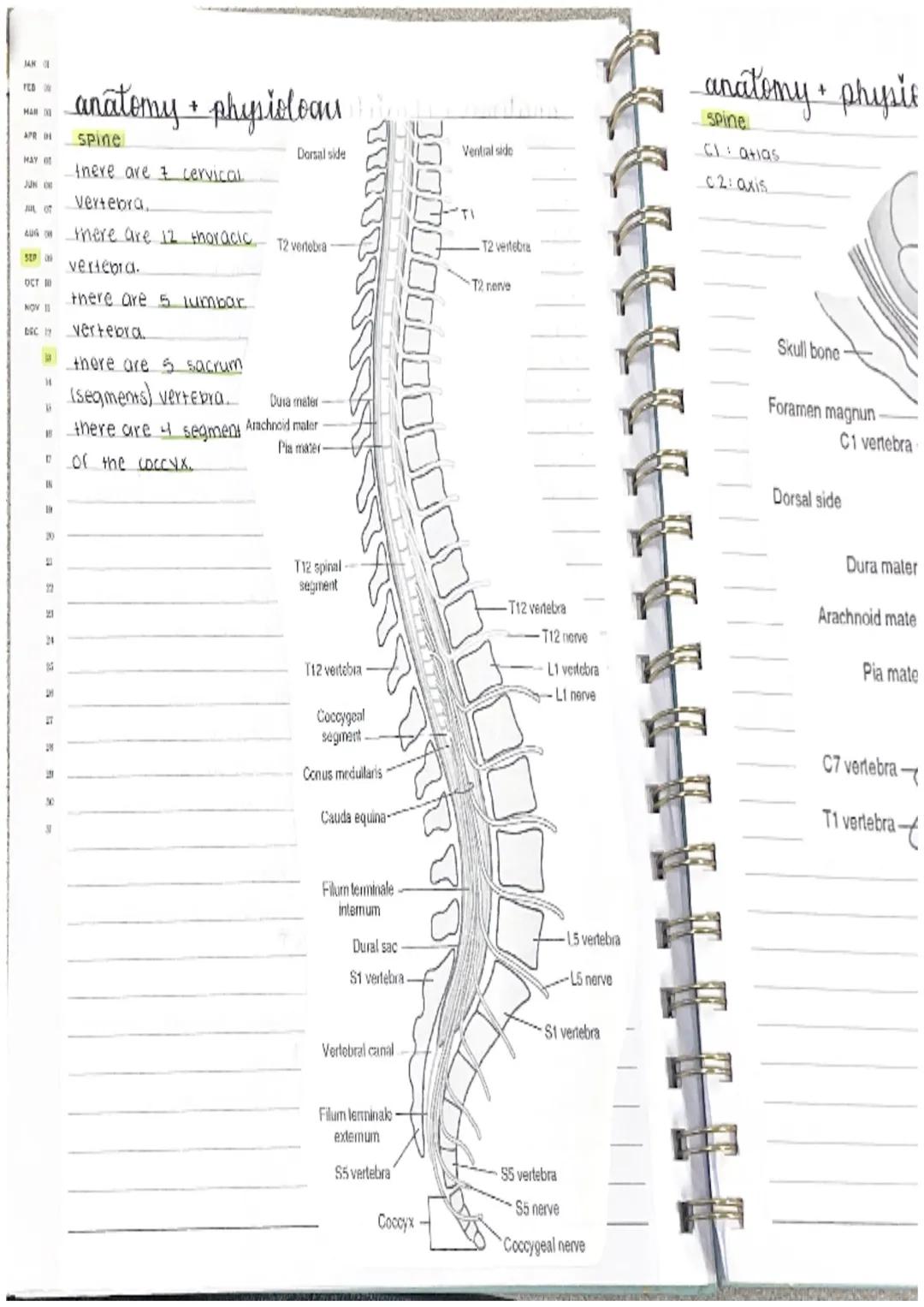 Amat
ɔm a
e
eatment
arment
lost
anatomy + physiology
skeletal system
there are 206 bones in the body, one function of bones
is to protect.
4