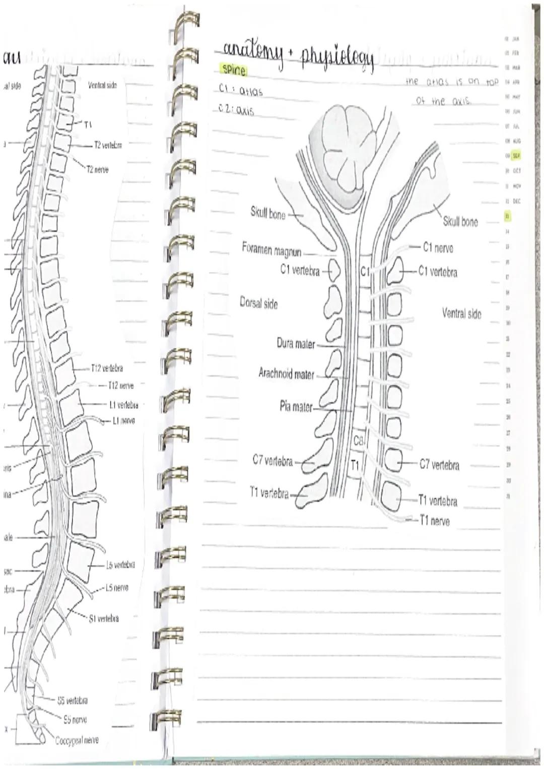 Amat
ɔm a
e
eatment
arment
lost
anatomy + physiology
skeletal system
there are 206 bones in the body, one function of bones
is to protect.
4