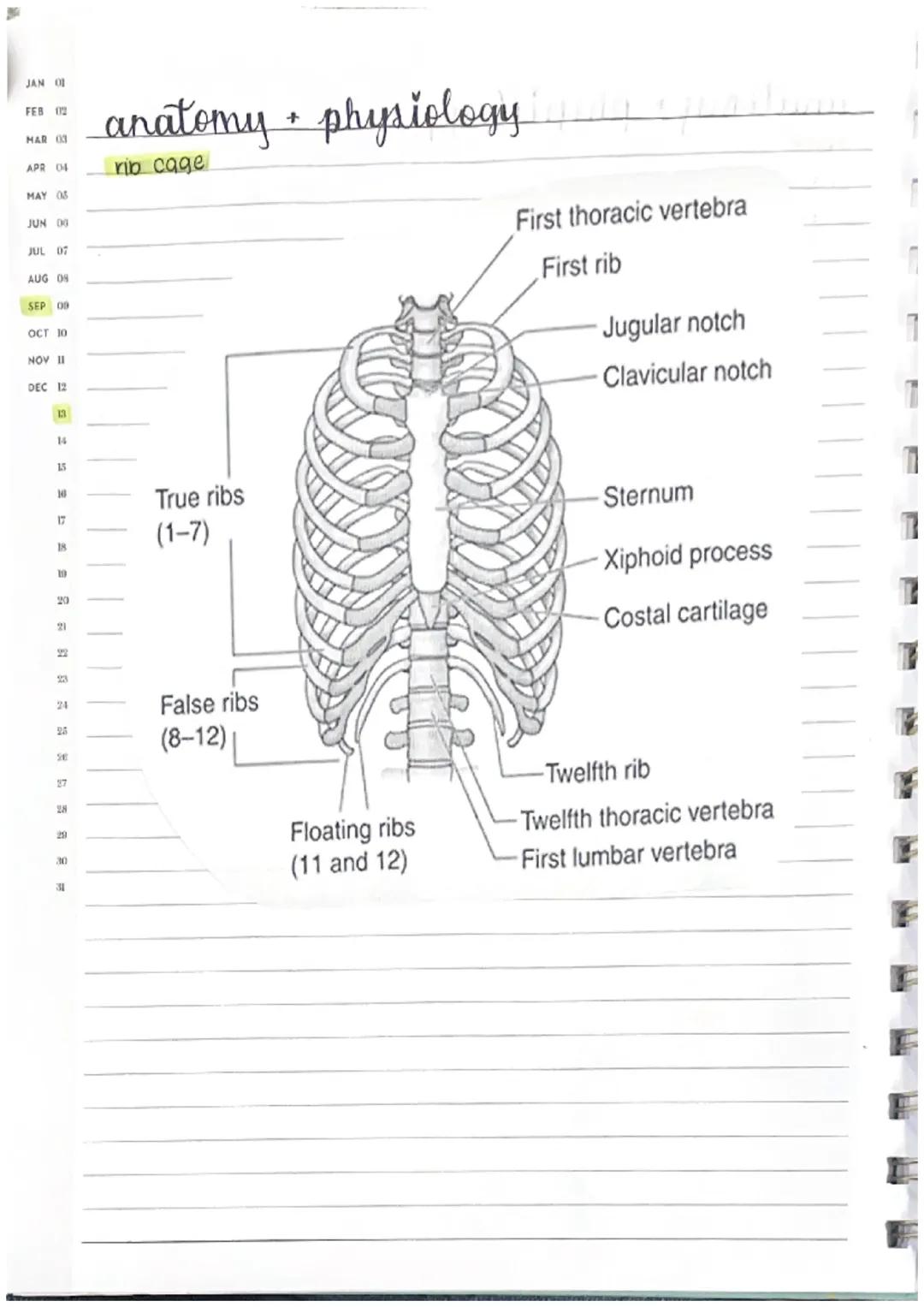 Amat
ɔm a
e
eatment
arment
lost
anatomy + physiology
skeletal system
there are 206 bones in the body, one function of bones
is to protect.
4