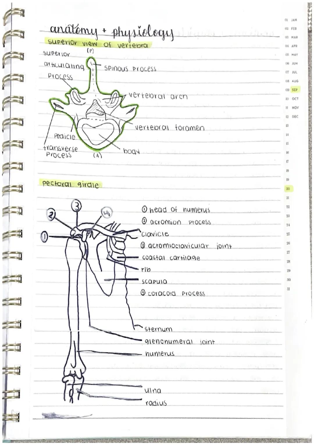 Amat
ɔm a
e
eatment
arment
lost
anatomy + physiology
skeletal system
there are 206 bones in the body, one function of bones
is to protect.
4