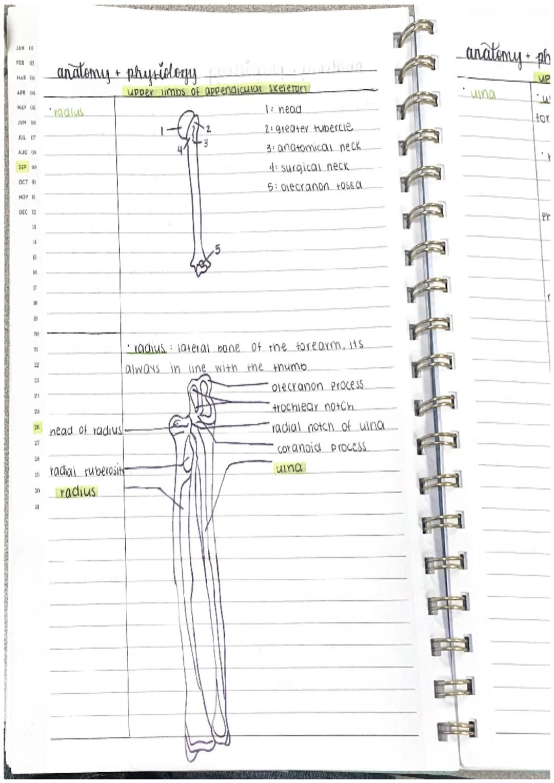 Amat
ɔm a
e
eatment
arment
lost
anatomy + physiology
skeletal system
there are 206 bones in the body, one function of bones
is to protect.
4