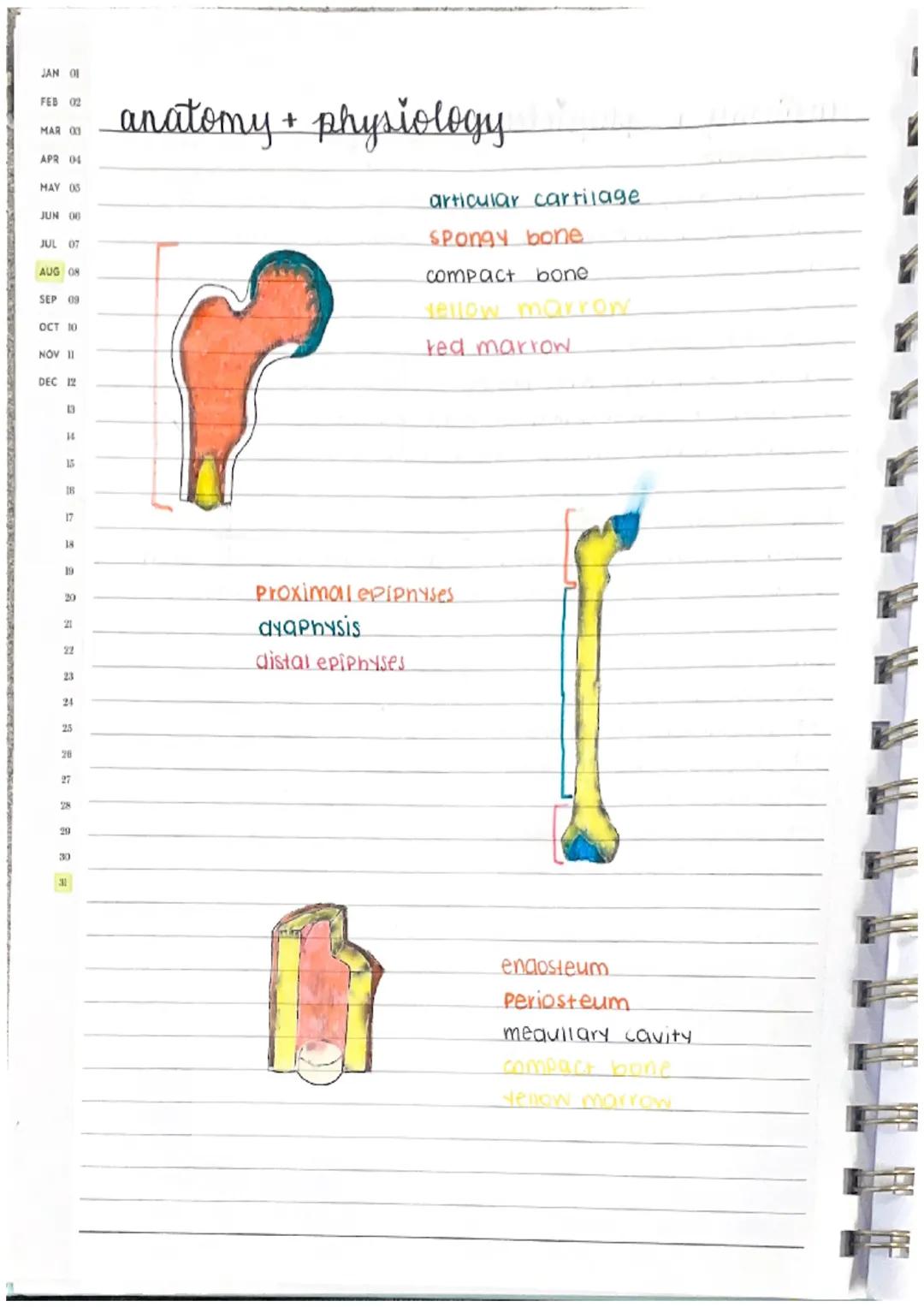 Amat
ɔm a
e
eatment
arment
lost
anatomy + physiology
skeletal system
there are 206 bones in the body, one function of bones
is to protect.
4