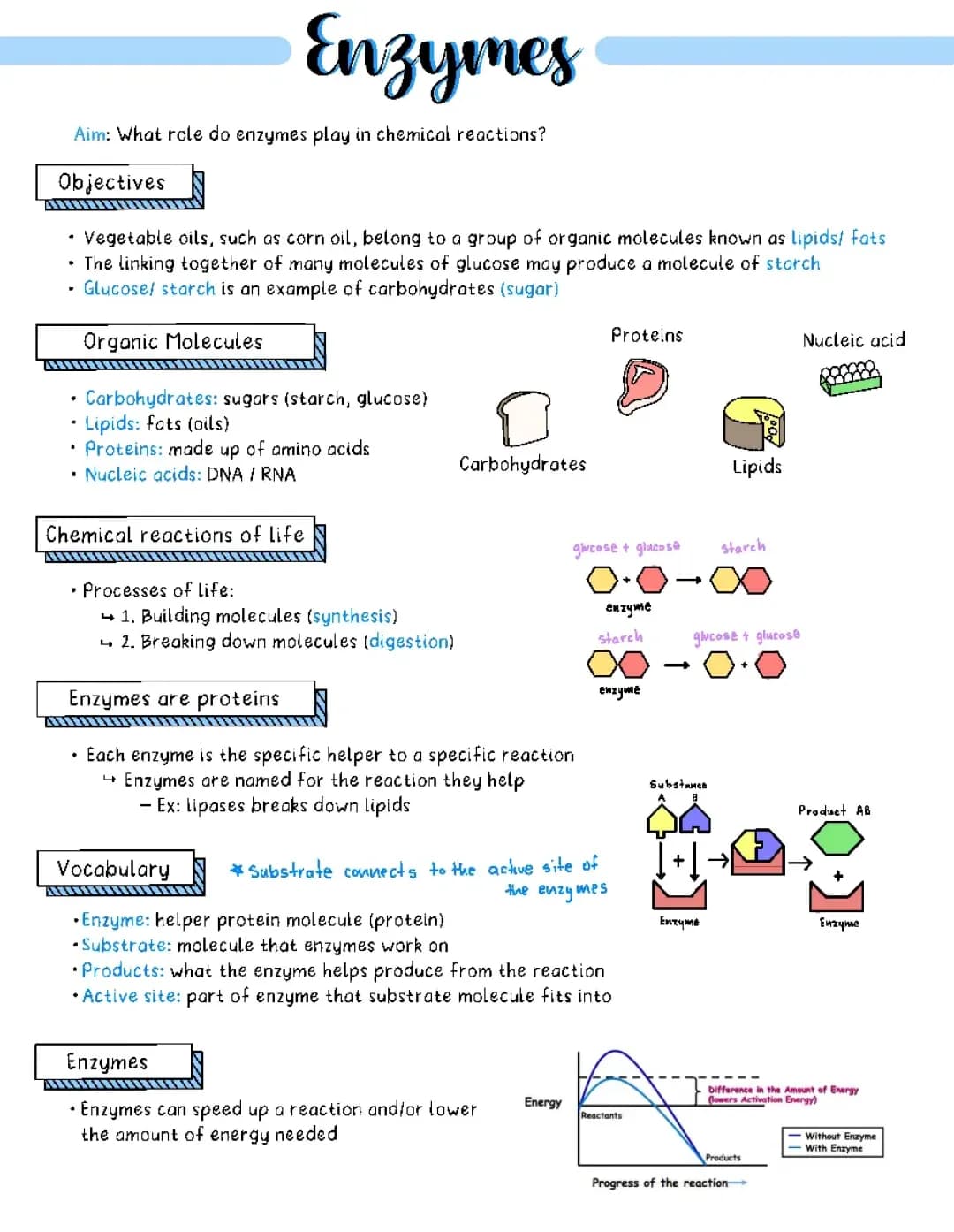 Understanding Enzymes: How They Work and Their Functions