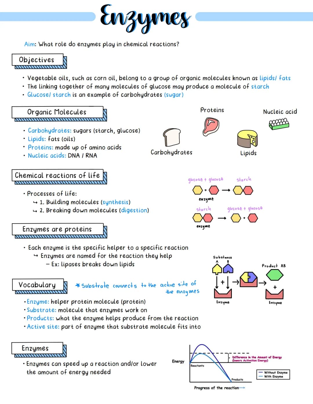 
<h2 id="introduction">Introduction</h2>
<p>The study will focus on the role of enzymes in chemical reactions and their impact in the synthe