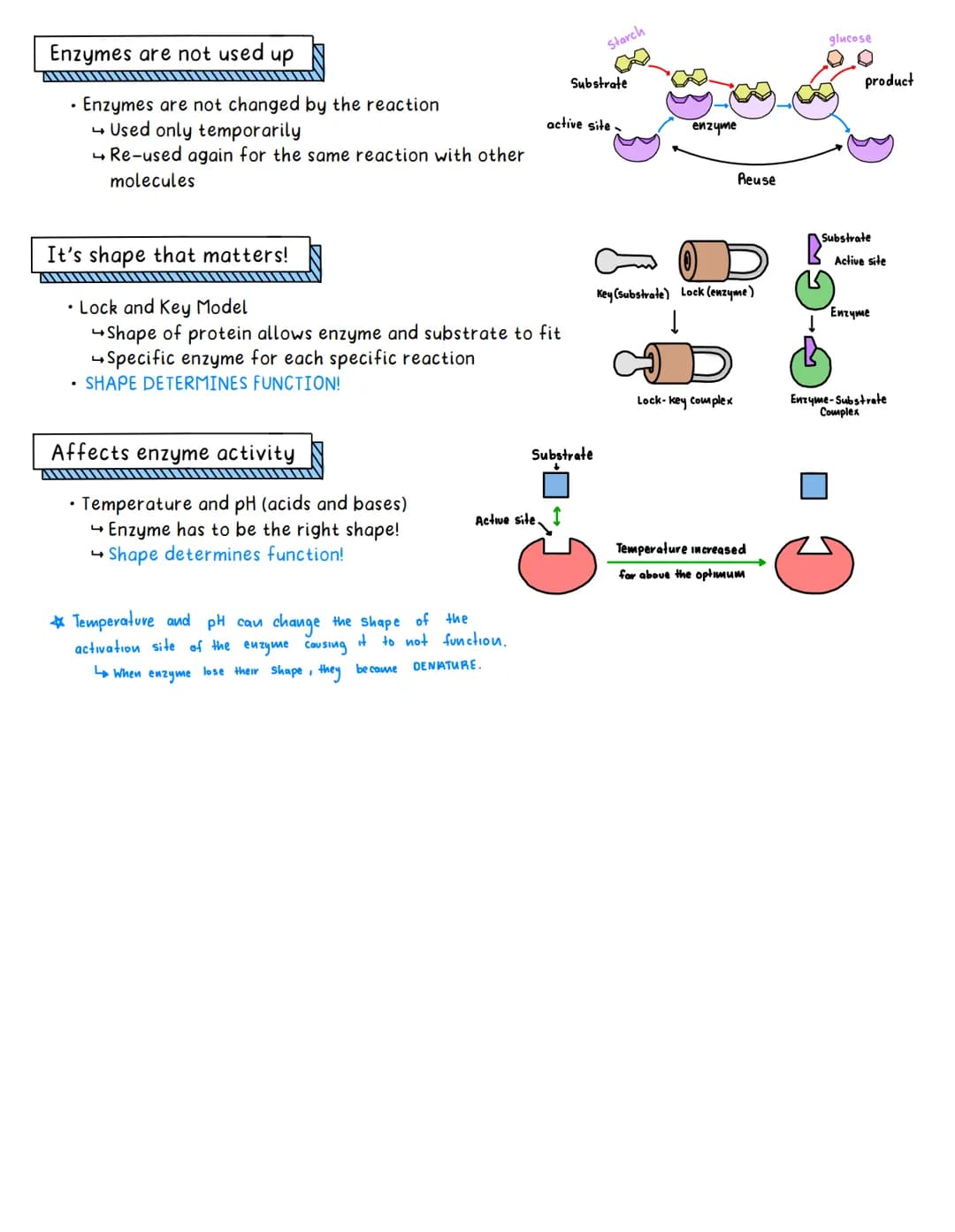 
<h2 id="introduction">Introduction</h2>
<p>The study will focus on the role of enzymes in chemical reactions and their impact in the synthe