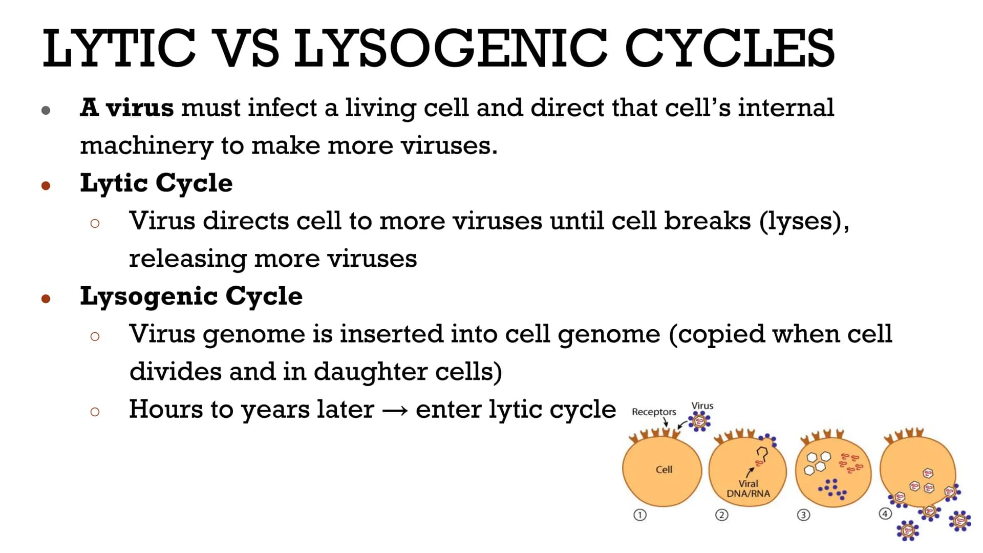 VIRUSES &
BACTERIA
Biology VIRUSES: LIVING OR NO
Most biologists do not consider
viruses to be alive.
O
A virus has no cells and cannot
repr