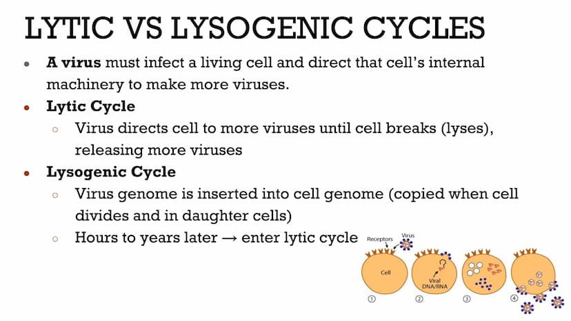 VIRUSES &
BACTERIA
Biology VIRUSES: LIVING OR NO
Most biologists do not consider
viruses to be alive.
O
A virus has no cells and cannot
repr