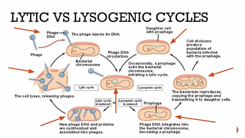 VIRUSES &
BACTERIA
Biology VIRUSES: LIVING OR NO
Most biologists do not consider
viruses to be alive.
O
A virus has no cells and cannot
repr