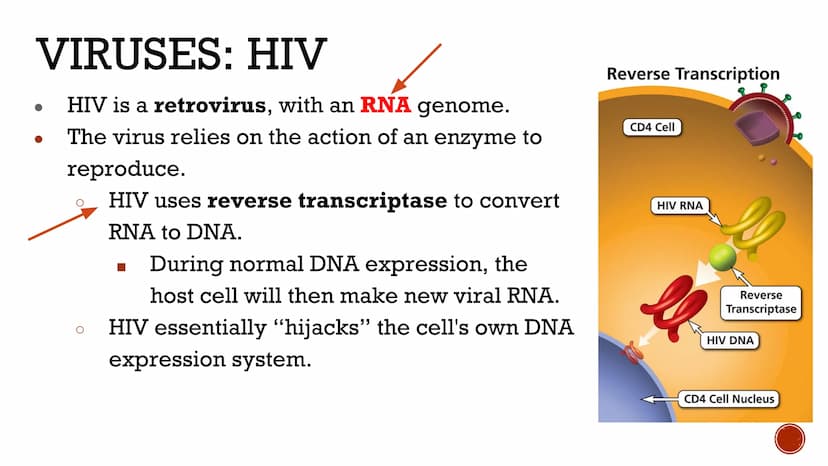 VIRUSES &
BACTERIA
Biology VIRUSES: LIVING OR NO
Most biologists do not consider
viruses to be alive.
O
A virus has no cells and cannot
repr